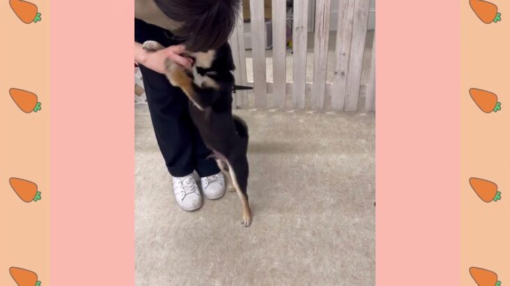 パピーグループレッスン　#パピーパーティー　#犬のようちえん#預かりトレーニング#子犬しつけ  #しつけ教室 　＃コイケル　#柴　#ミックス犬   ＃犬のしつけ #パピートレーニング