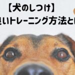 【犬のしつけ】犬に良いトレーニング方法とは？