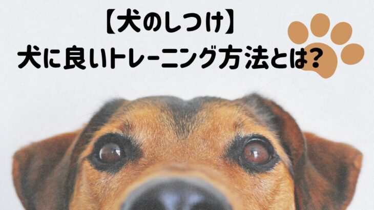 【犬のしつけ】犬に良いトレーニング方法とは？