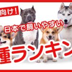 初心者向け！日本で飼いやすい犬種ランキング