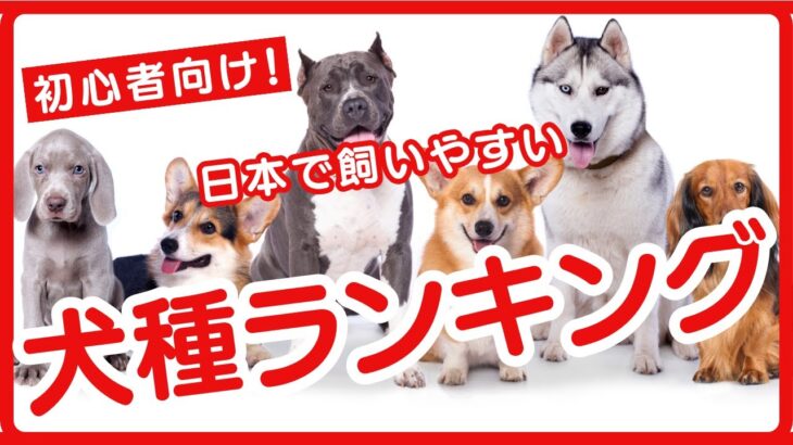 初心者向け！日本で飼いやすい犬種ランキング