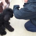 犬の幼稚園 かいくんとトレーニング