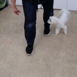 犬の幼稚園 源くんとトレーニング