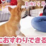 【豆柴犬】新しい挑戦！可愛いワンちゃんのしつけレッスンをしました！まめしば亭ブログvlog