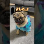 よしこってだれ…❓着ぐるみ着せられてしつけされてるパグが可愛すぎるから見てwww #shorts #shortvideo #pug #パグ #dog #犬