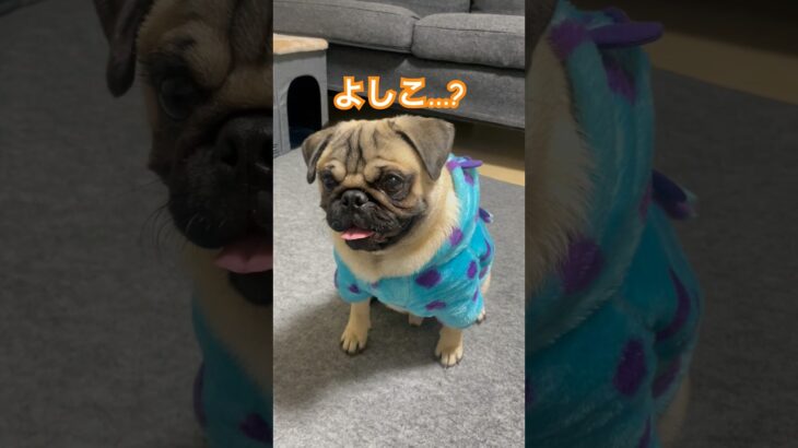 よしこってだれ…❓着ぐるみ着せられてしつけされてるパグが可愛すぎるから見てwww #shorts #shortvideo #pug #パグ #dog #犬