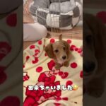 お座りを1日でマスターした子犬#犬#子犬#ミニチュアダックスフンド #ダックスフンド#お座り#しつけ#dog#shorts #short