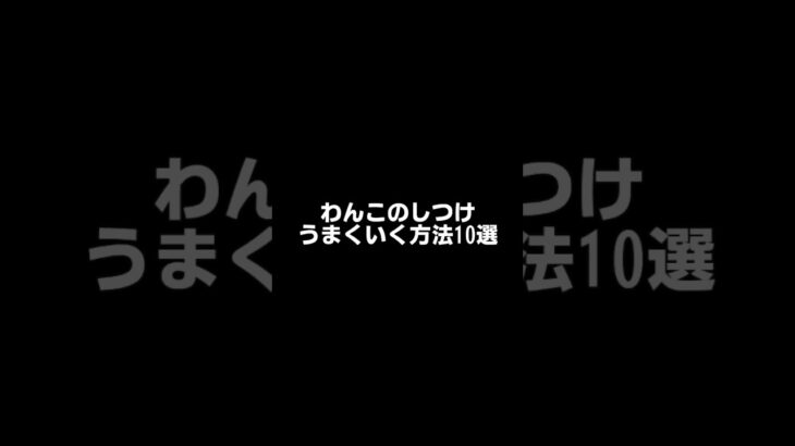 わんこのしつけうまくいく方法10選 #わんこ #犬 #しつけ #小型犬