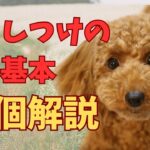 【犬のしつけの基本】ポジティブなトレーニングの秘訣を10個解説