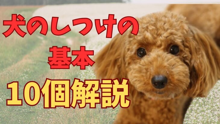 【犬のしつけの基本】ポジティブなトレーニングの秘訣を10個解説