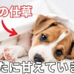 犬が甘えてくる時にする仕草10選【徹底解説】