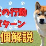 【犬の行動パターン解説】なぜ愛犬はこう振る舞うのかを10個解説