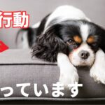 【要注意】犬のしつけでやってはいけない事10選