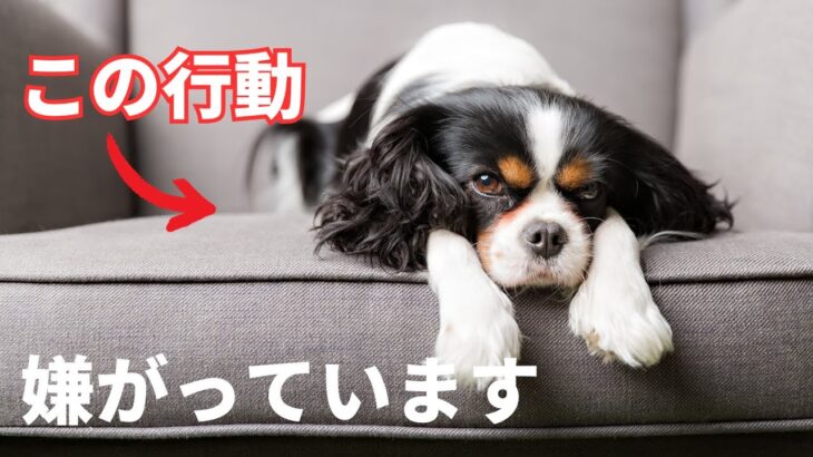 【要注意】犬のしつけでやってはいけない事10選