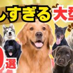 【性格が優しい大型犬💖10選】初心者にも優しいなつきやすい犬種は！？