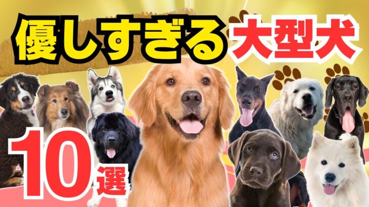 【性格が優しい大型犬💖10選】初心者にも優しいなつきやすい犬種は！？