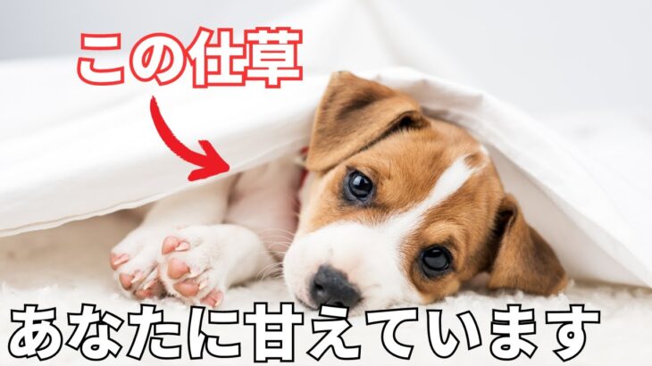 犬が甘えてくる時にする仕草10選【徹底解説】