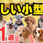 【性格が優しい小型犬💖11選】初心者にも優しいカワイイ犬種は！？