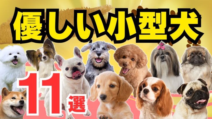 【性格が優しい小型犬💖11選】初心者にも優しいカワイイ犬種は！？