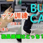 ＃11スタッフ訓練②　犬しつけ（ふせ）（まて）（ここ来て）BULL CAFE定員に向けて特訓！