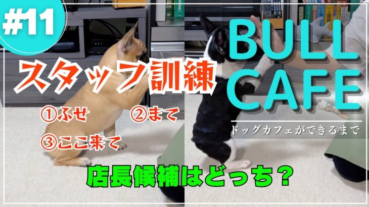 ＃11スタッフ訓練②　犬しつけ（ふせ）（まて）（ここ来て）BULL CAFE定員に向けて特訓！