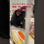 ♯143  しつけ教室いってきたワン🐶