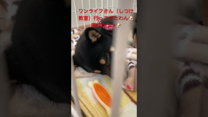 ♯143  しつけ教室いってきたワン🐶