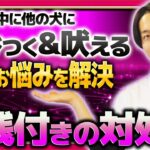 【実践つき】お散歩中に他の犬に飛びついたり吠えたりする問題行動を解決するための対策2選【トレーニング】