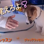 もち 覚えろよ❣ / 生後2ヶ月 ジャックラッセルテリア 子犬のしつけ・訓練 vol.1