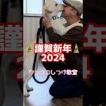 2024年　元日レッスン　みぞれちゃんの幼稚園から　#しつけ教室 #しつけトレーニング #しつけ #犬の幼稚園 #散歩練習 #ペットホテル #預かり保育#パピートレーニング #パピー犬 #ラブラドール