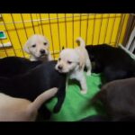 2024.01.01 元旦撮影 ラブラドールレトリバー子犬