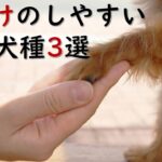 しつけのしやすい犬種3選　ペットリフォームならセラフ榎本　愛犬家住宅　愛猫家住宅　埼玉県　東京都　神奈川県　犬種