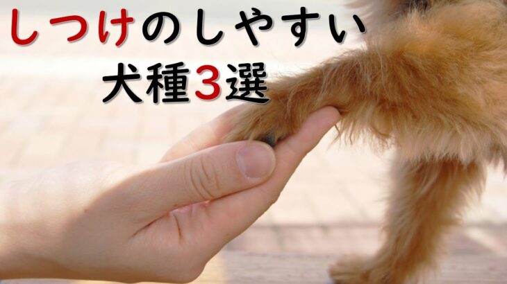 しつけのしやすい犬種3選　ペットリフォームならセラフ榎本　愛犬家住宅　愛猫家住宅　埼玉県　東京都　神奈川県　犬種