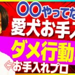 【犬しつけ】お手入れ時に絶対やってはいけない行動3選！