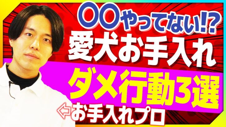 【犬しつけ】お手入れ時に絶対やってはいけない行動3選！