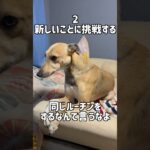 冬の間にやっておく事3選 #しつけ #dog #discdog  #犬のいる暮らし