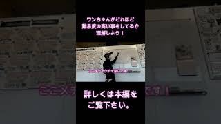 家族に攻撃をする犬の電話しつけ相談3 #shorts #犬とお出かけ #ボーダーコリー#ハイエースで車中泊 #犬の問題行動