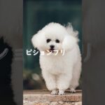 しつけのしやすい犬種3選　#shorts 　ペットリフォームならセラフ榎本　愛犬家住宅　愛猫家住宅　埼玉県　東京都　神奈川県　犬種