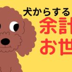 良かれと思っていたことが実は愛犬にとってストレス4選！＃犬＃愛犬＃余計なお世話＃しつけ＃散歩＃野菜＃ストレス＃幸せ＃仲良し# ＃大型犬　＃小型犬#健康 #ペット ＃注意＃知識#中型犬  ＃餌＃犬種