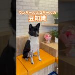 【保存必須】犬が食べたら超危険！食べ物5選 #犬との暮らし #しつけ