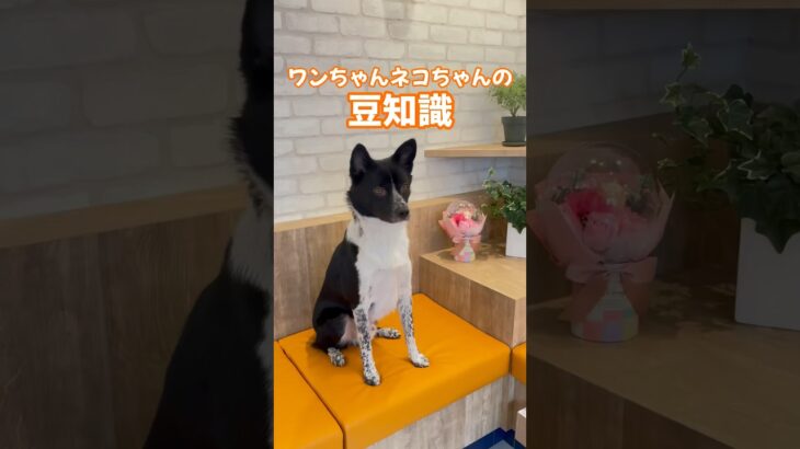 【保存必須】犬が食べたら超危険！食べ物5選 #犬との暮らし #しつけ