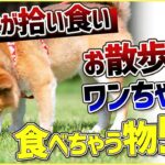 【注意喚起】お散歩中につい拾い食いしちゃう物5選【ドッグトレーナーが選ぶ】