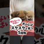 【知らないとヤバい】犬の心がスクスク育つ5つの段階#犬#犬のしつけ#ドッグトレーニング