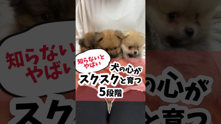 【知らないとヤバい】犬の心がスクスク育つ5つの段階#犬#犬のしつけ#ドッグトレーニング