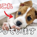 【要注意】犬が嫌がる人間の行動5選を紹介