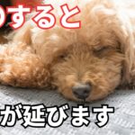 【最新版】犬の寿命を延ばす方法5選を紹介