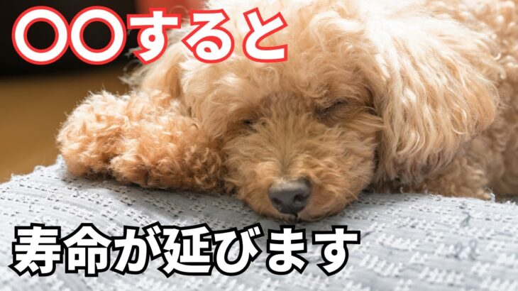 【最新版】犬の寿命を延ばす方法5選を紹介