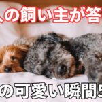 【飼い主50人に聞いた】子犬がかわいいと思う瞬間5選