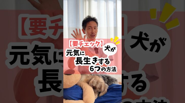 犬が〈元気に〉長生きする6つの方法🐶ただ長生きではなく、心も体も元気でいて欲しい✨ #犬 #犬のしつけ #犬のいる暮らし