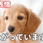 【完全版】犬が寂しい時に見せる行動6選